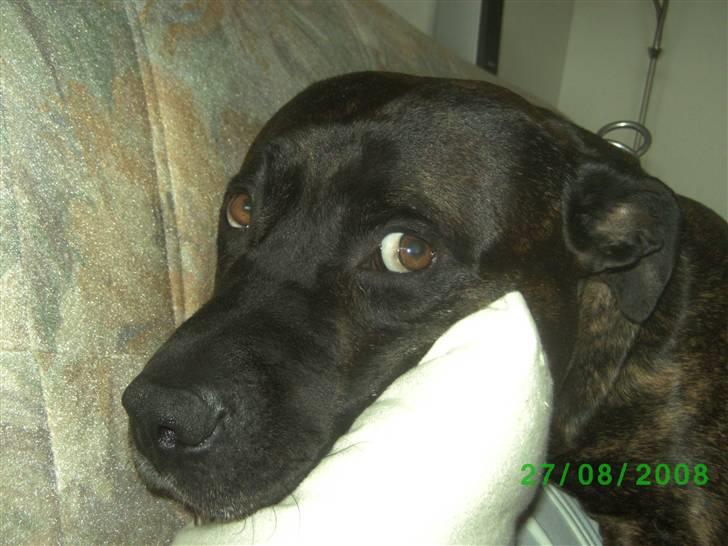 Amerikansk staffordshire terrier nicko billede 14