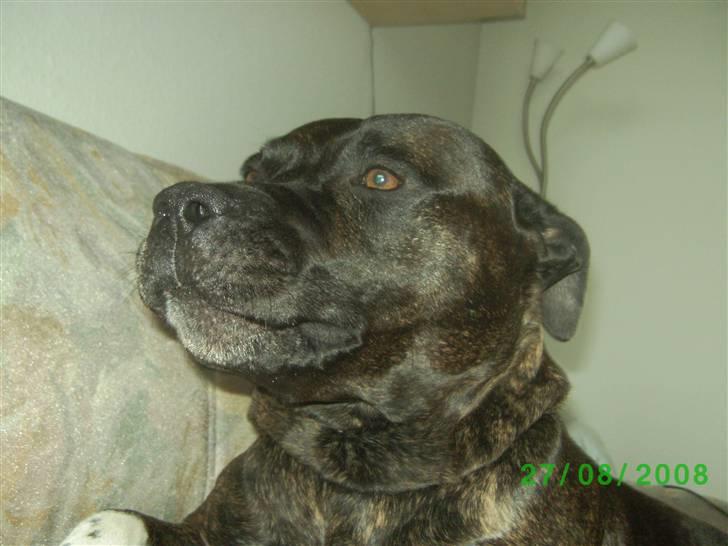 Amerikansk staffordshire terrier nicko billede 15
