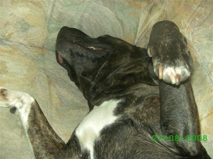 Amerikansk staffordshire terrier nicko billede 16