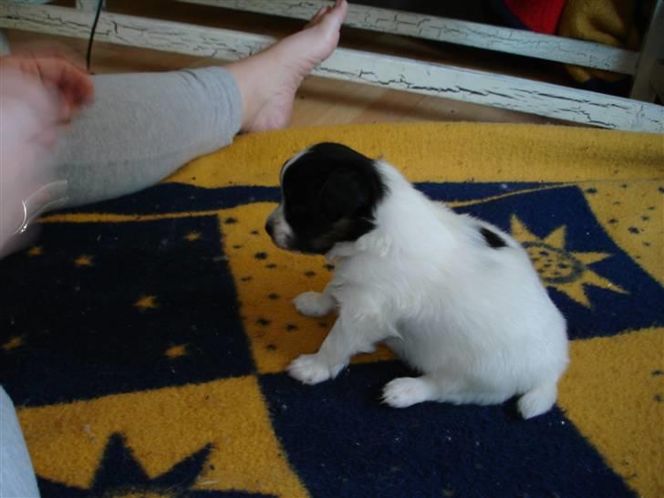 Papillon Rex - har lærer vi min dåseåbner at kende også selvom hun har været med fra begyndelsen billede 1