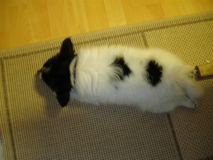 Papillon Rex - Man kan næsten stadig se hjertet.. Kommer lige lidt billeder senere hvor det ses tydligere billede 2