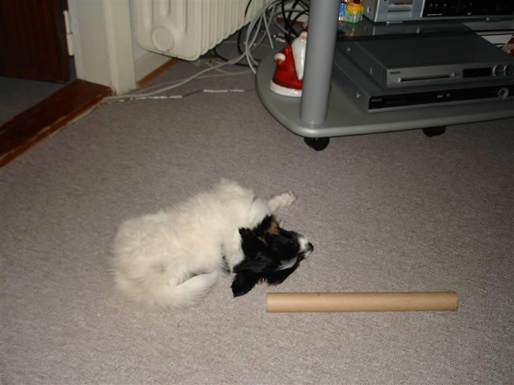 Papillon Rex - Har tumlet med et paprør og nu må der soves billede 3