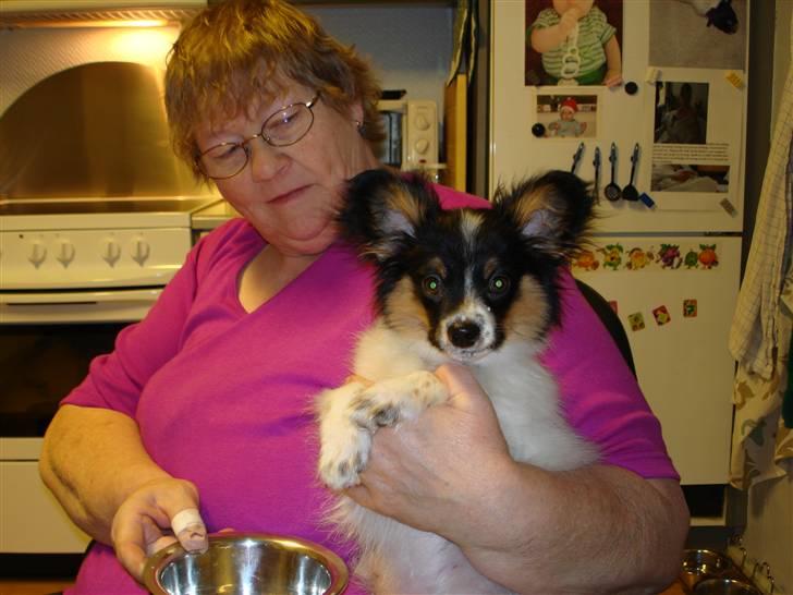 Papillon Rex - Er vi ikke bare søde;) billede 4