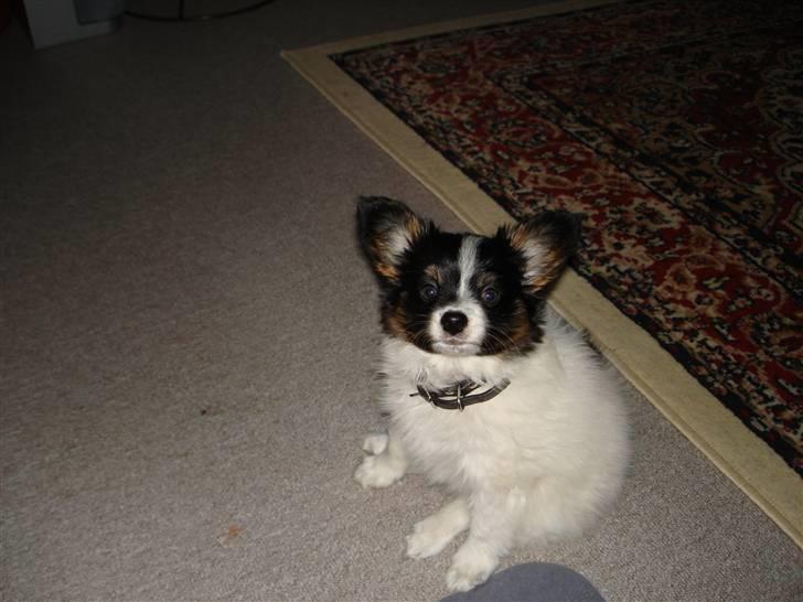 Papillon Rex - Stille som en ninja..NOT.. billede 5