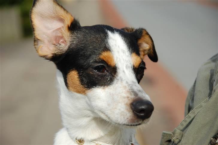 Dansk svensk gaardhund Laika Himmelhund billede 8