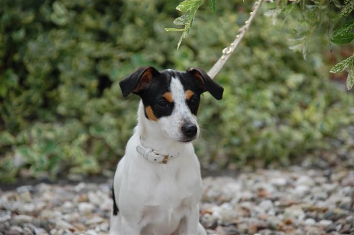 Dansk svensk gaardhund Laika Himmelhund billede 9