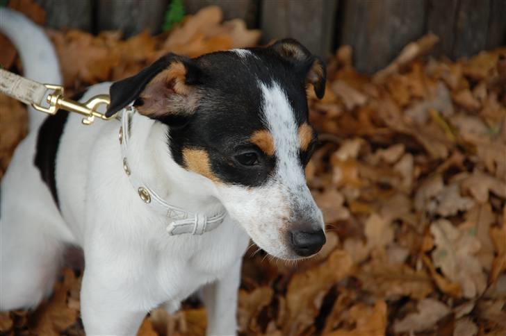 Dansk svensk gaardhund Laika Himmelhund billede 10