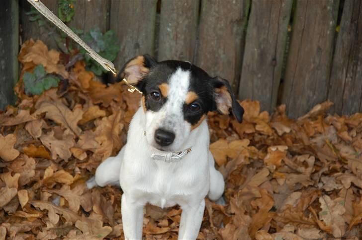 Dansk svensk gaardhund Laika Himmelhund billede 11