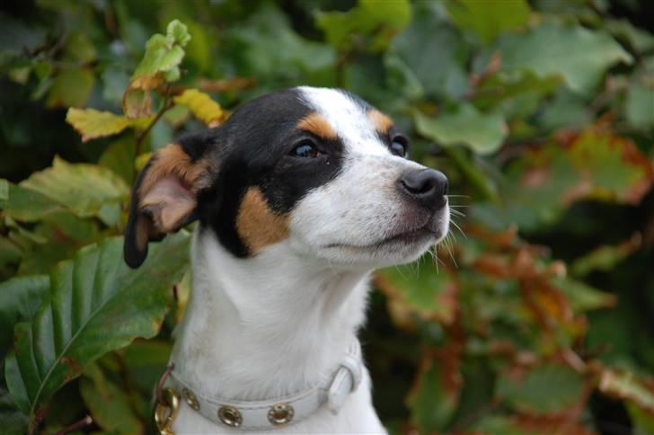 Dansk svensk gaardhund Laika Himmelhund billede 12