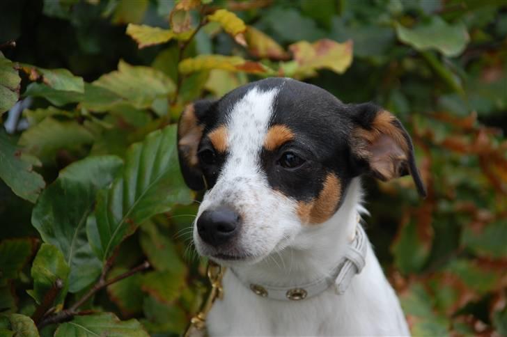 Dansk svensk gaardhund Laika Himmelhund billede 13