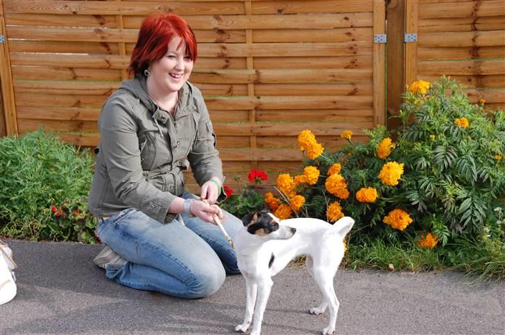 Dansk svensk gaardhund Laika Himmelhund billede 14
