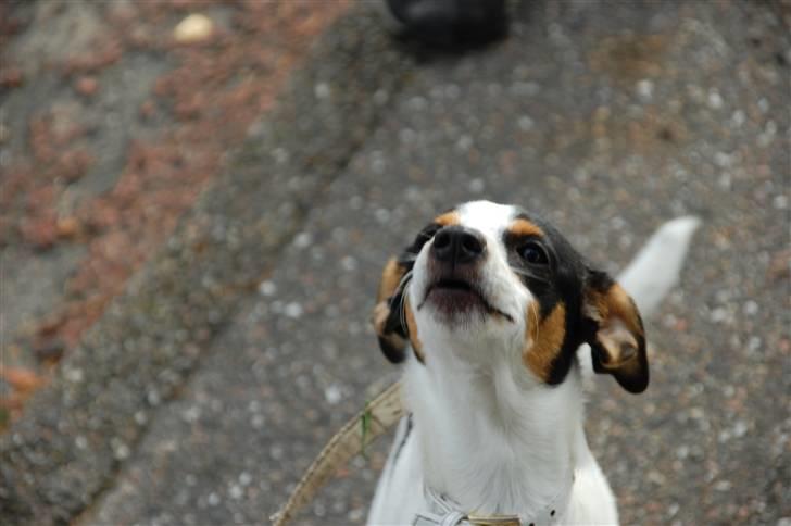 Dansk svensk gaardhund Laika Himmelhund billede 15
