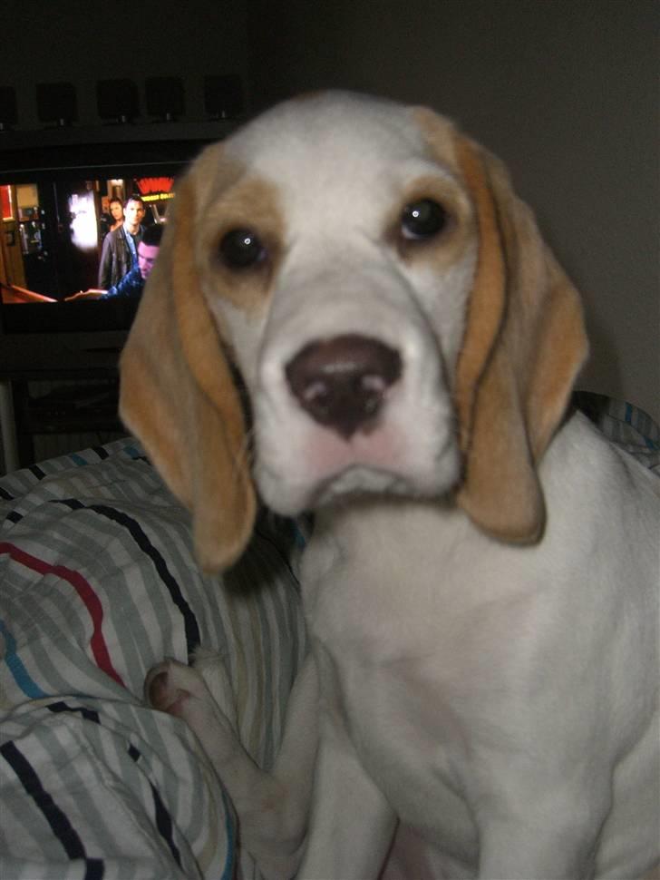 Beagle Liva - Sidder jeg i vejen?? billede 1