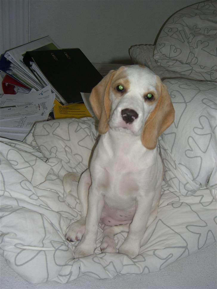 Beagle Liva - Ja ja ja jeg ved godt jeg er ret lækker... billede 2