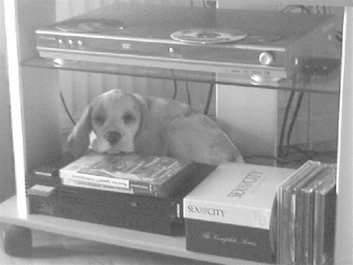 Beagle Liva - Her må jeg ikke være!! billede 3