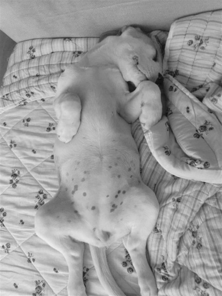 Beagle Liva - Man har vel lov til at blive lidt træt... billede 5