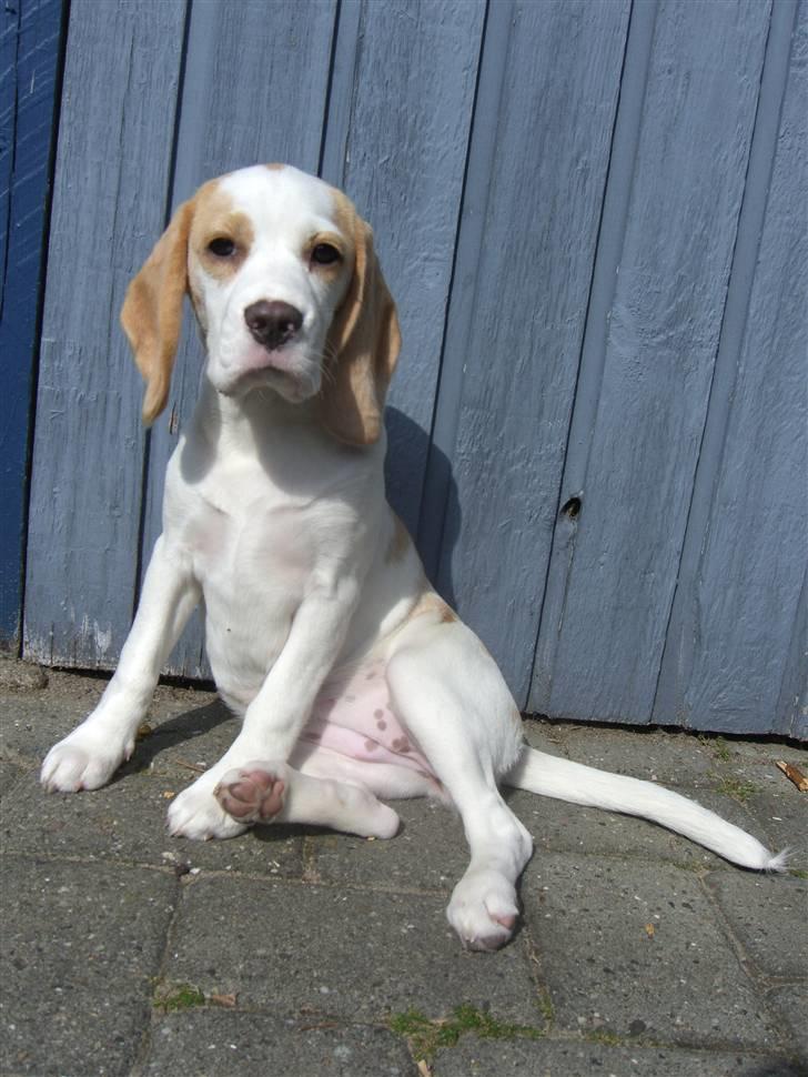 Beagle Liva - Mmmm... Sol... billede 6