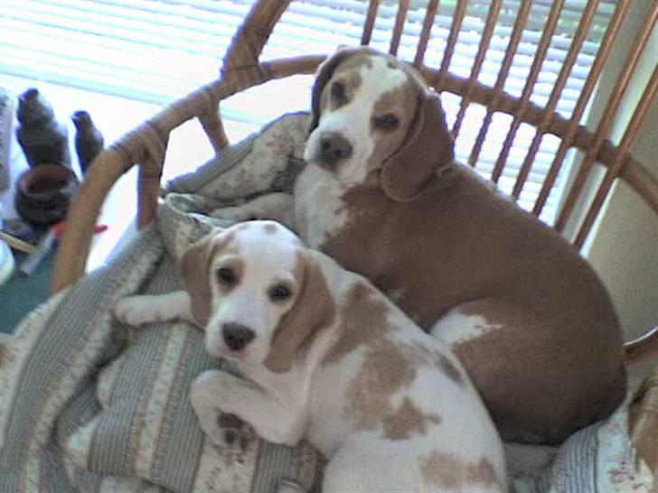 Beagle Liva - Jeg ligger lige og putter med Onkel Sofus... billede 7