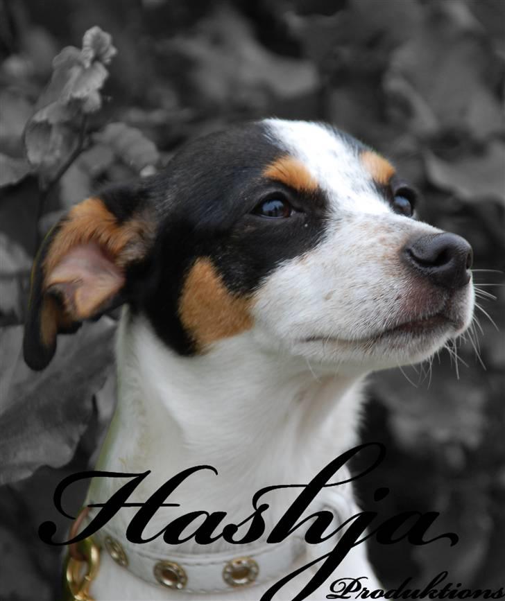 Dansk svensk gaardhund Laika Himmelhund billede 16