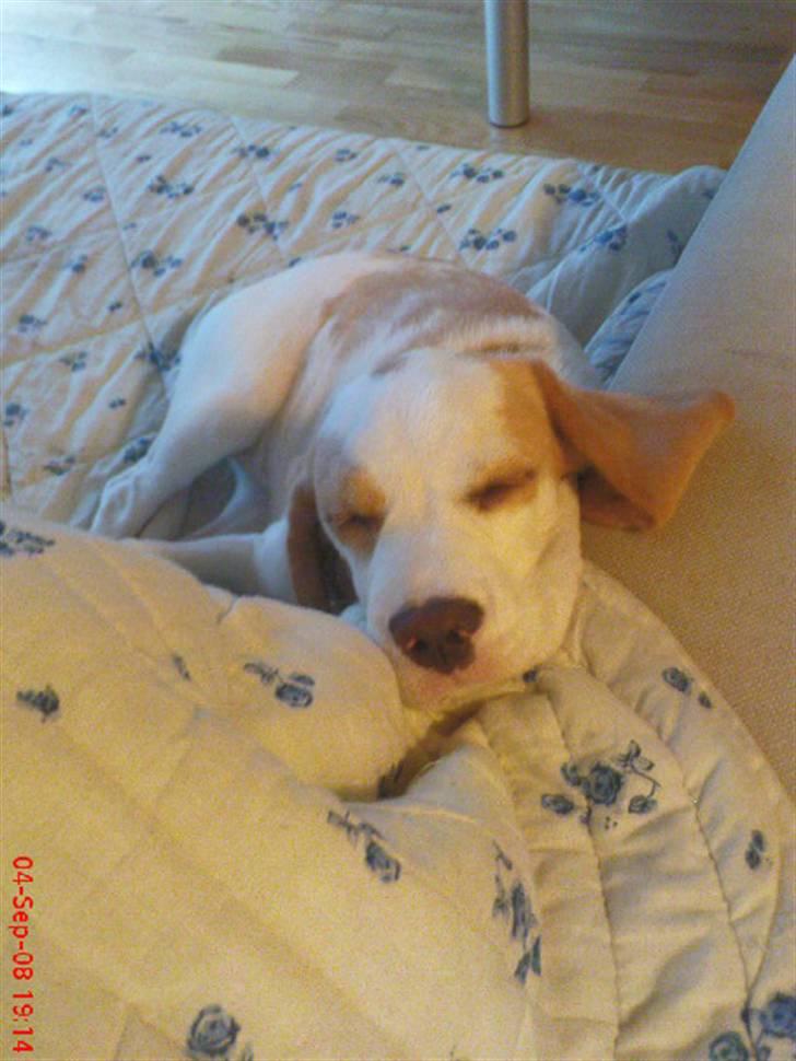 Beagle Liva billede 9