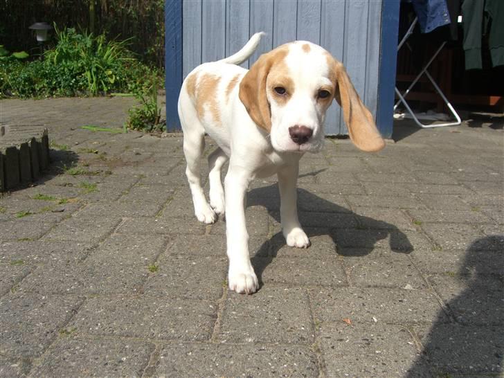 Beagle Liva billede 10