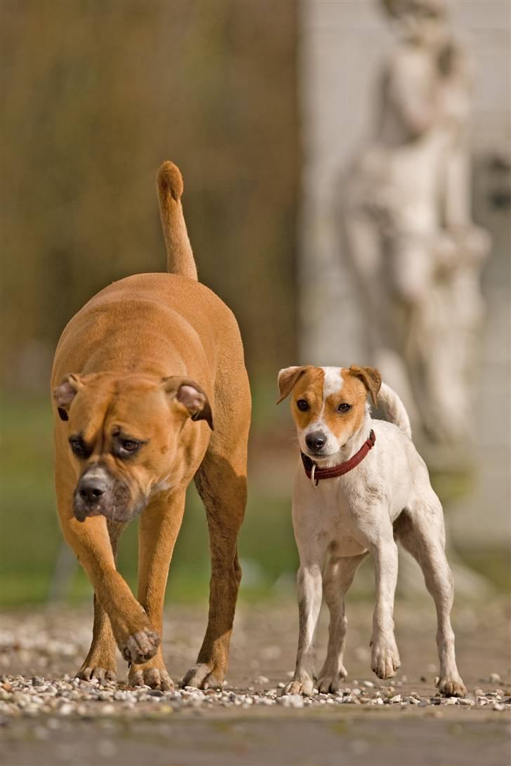 Blanding af racer Lola billede 15