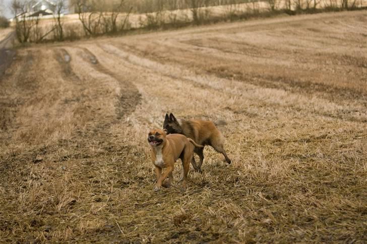 Blanding af racer Lola billede 16