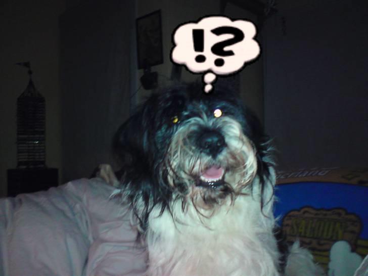 Tibetansk terrier basil - øh er jeg sød nok ? billede 1