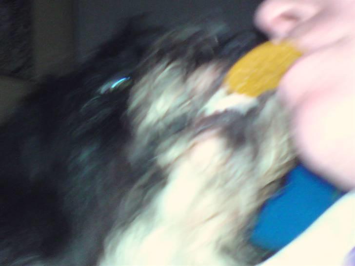 Tibetansk terrier basil - mor giv mig så den småkage billede 2