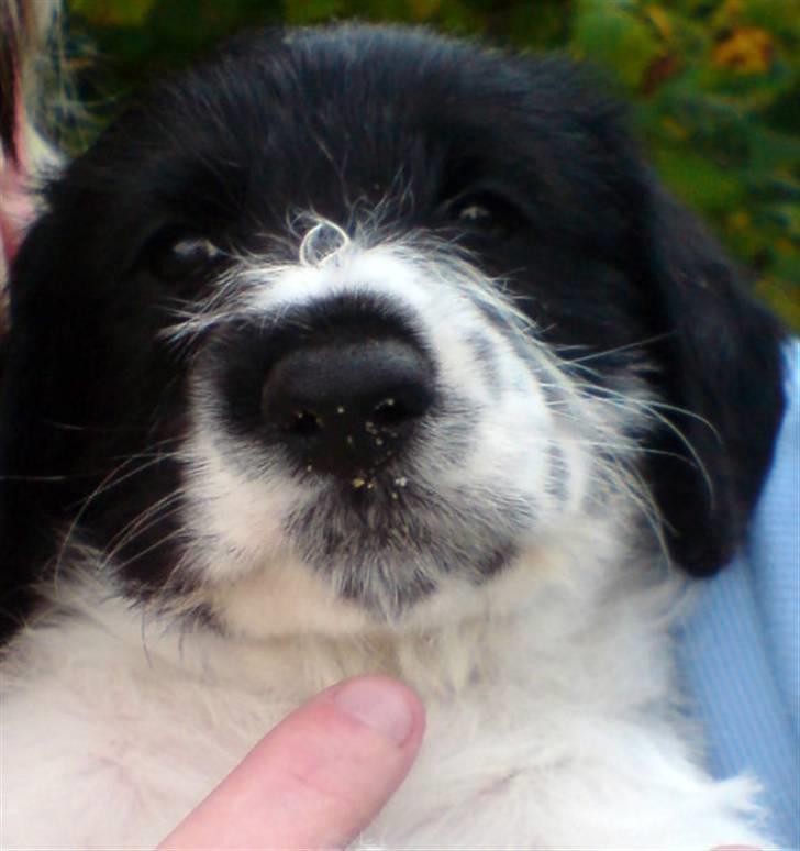 Tibetansk terrier basil - ja det er mig billede 3