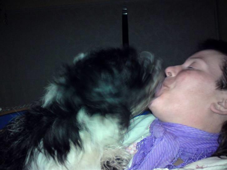 Tibetansk terrier basil - mor jeg vil møsse billede 4