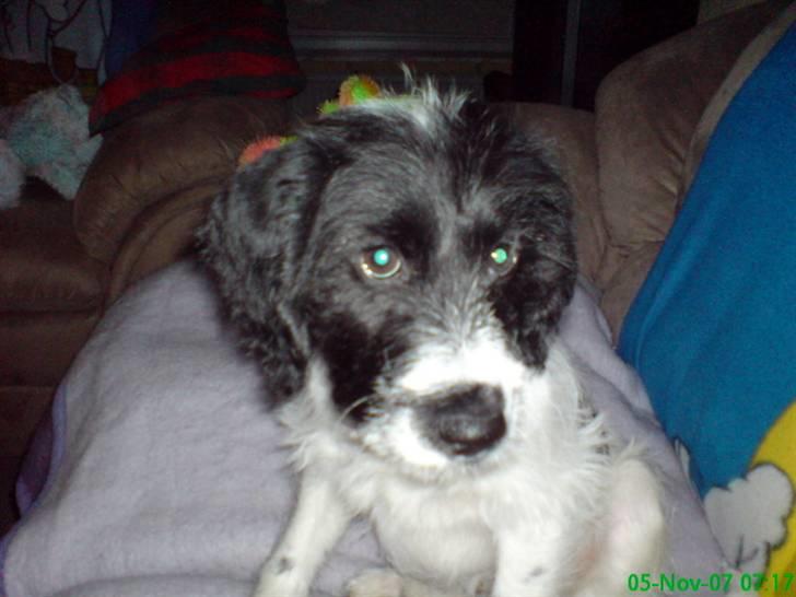 Tibetansk terrier basil - viile du noget billede 5