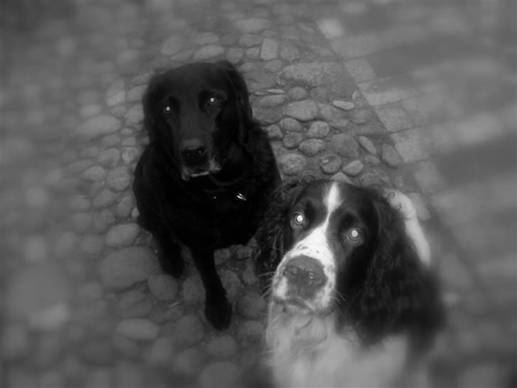 Engelsk springer spaniel Nemo  - Nemo og hans bedste ven Buster  billede 17