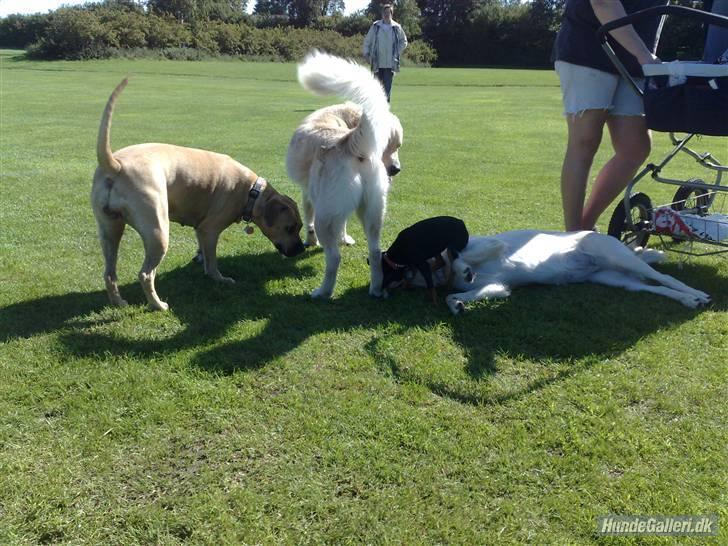 Dvaergpinscher gucci billede 7