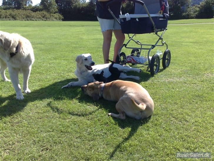 Dvaergpinscher gucci billede 8