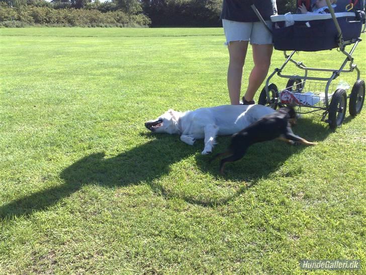 Dvaergpinscher gucci billede 9