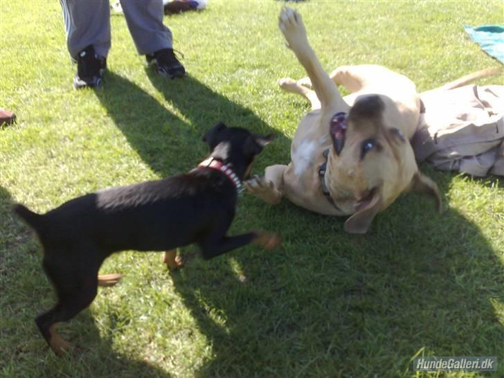 Dvaergpinscher gucci billede 10