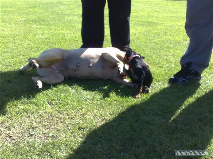 Dvaergpinscher gucci billede 11