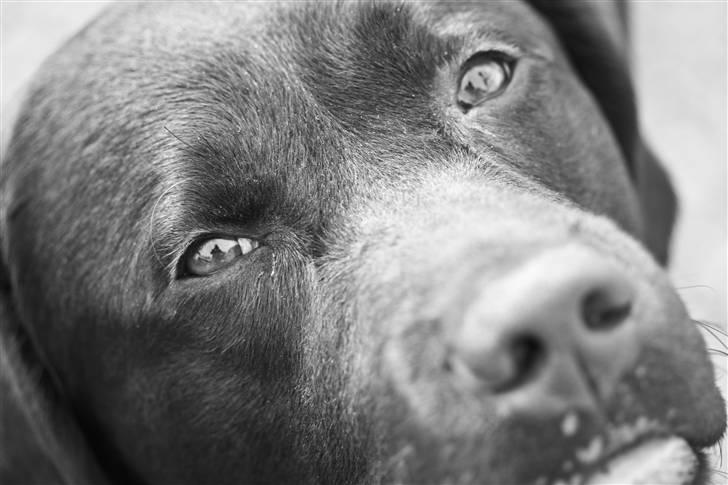 Labrador retriever Rudi (Viktorias)  - Rudi med sin bold :D billede 1