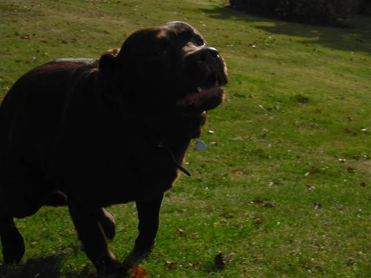 Labrador retriever Rudi (Viktorias)  - Løøøb!! ;D billede 2