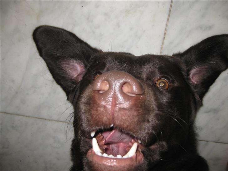 Labrador retriever Rudi (Viktorias)  - Uhh han ser meget farlig ud :D men han ligger bare på ryggen :) billede 3