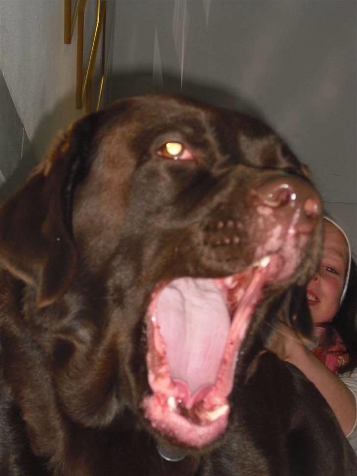 Labrador retriever Rudi (Viktorias)  - Gaber! :D billede 4