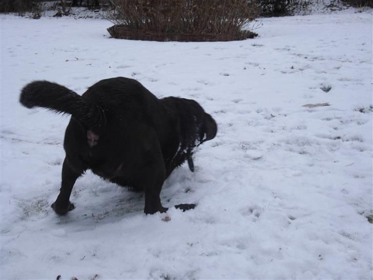 Labrador retriever Rudi (Viktorias)  - Graver i sneen :D billede 5