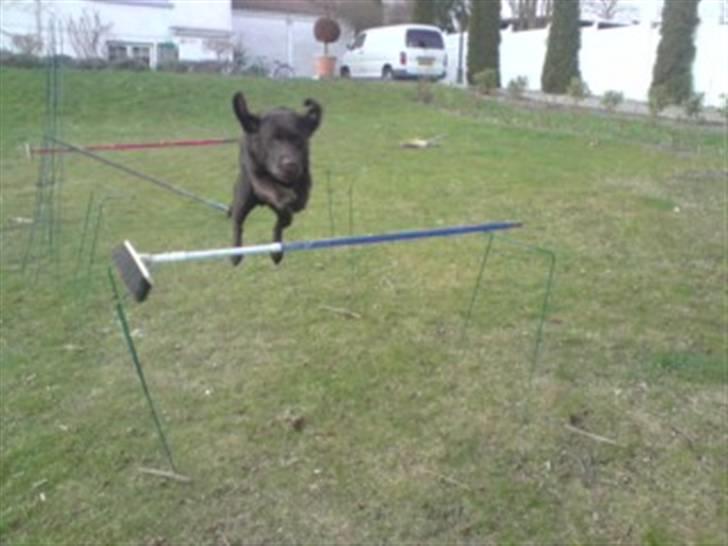 Labrador retriever Rudi (Viktorias)  billede 6