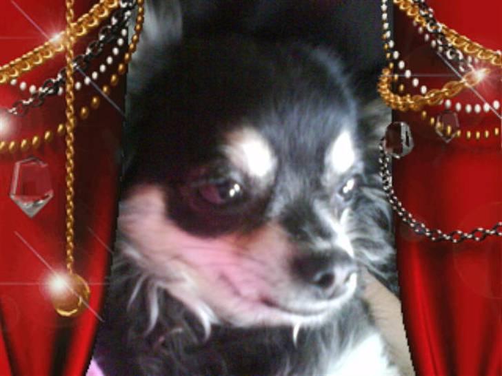 Chihuahua Lulu billede 1