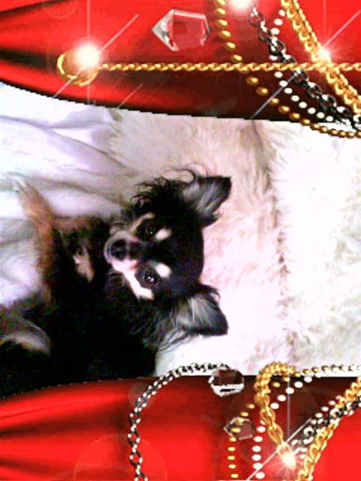 Chihuahua Lulu billede 2