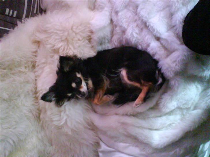 Chihuahua Lulu billede 3