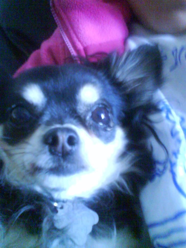 Chihuahua Lulu billede 4