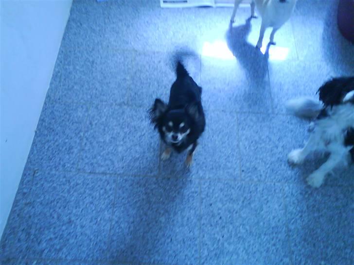 Chihuahua Lulu billede 5