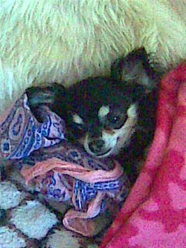 Chihuahua Lulu billede 6